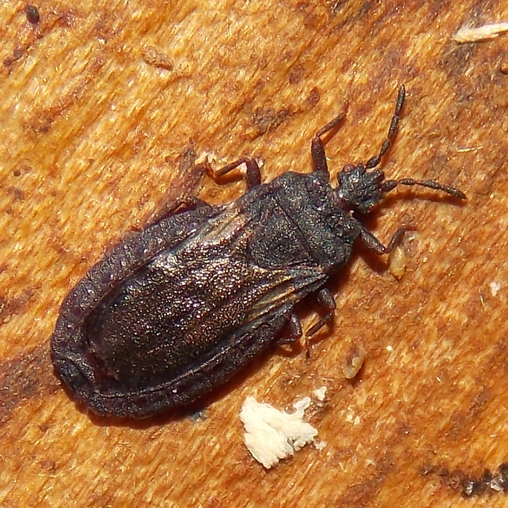 Aneurus inconstans