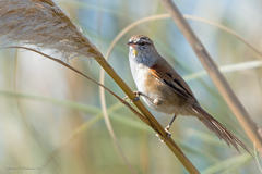 Limnoctites sulphuriferus
