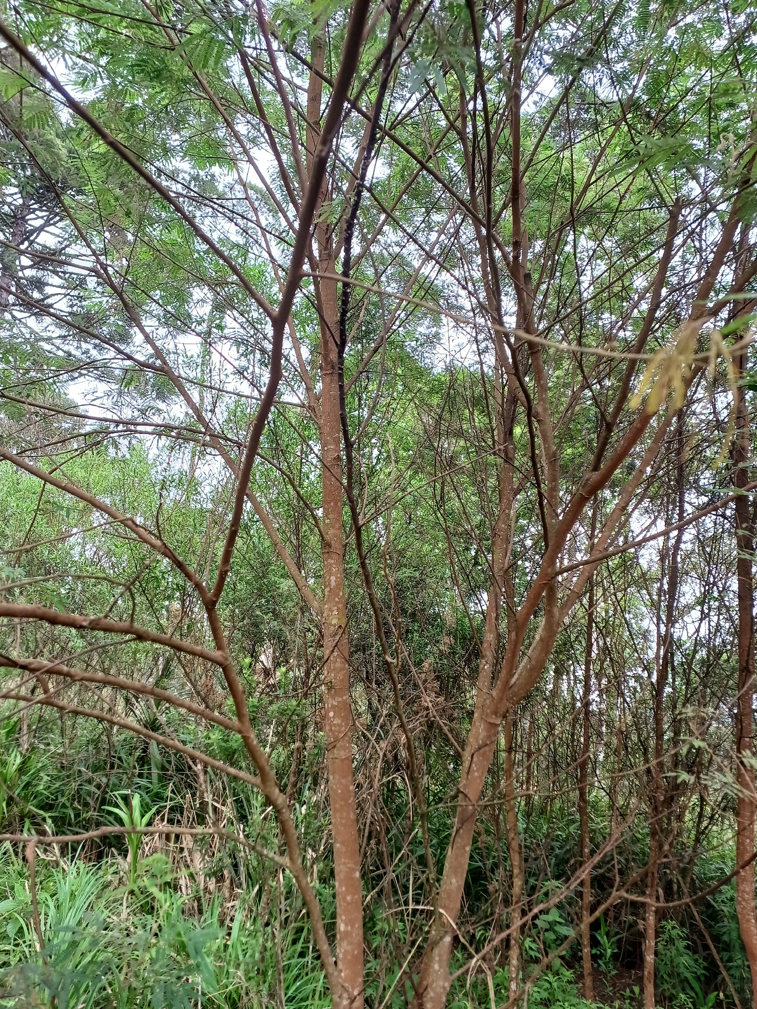 Mimosa scabrella