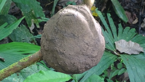 Nasutitermes ephratae