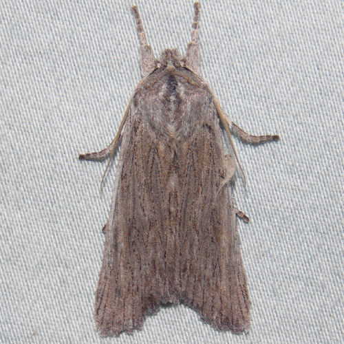 Hoary Pinion and Allies photo 2