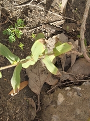 Ischiodon