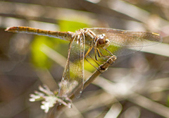 Sympetrum meridionale