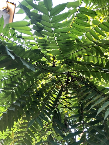 Averrhoa bilimbi