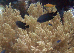 Pomacentrus brachialis