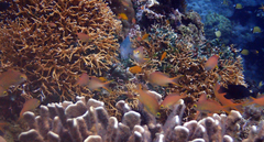 Pseudanthias huchtii