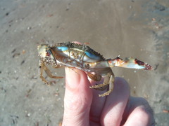 Charybdis japonica