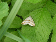 Colobochyla salicalis