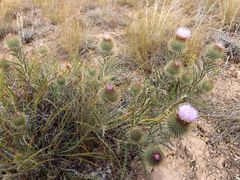 Ancathia igniaria