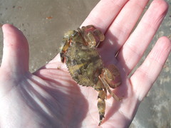 Charybdis japonica