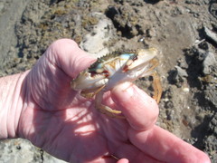 Charybdis japonica