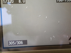 Gracilimugil argenteus