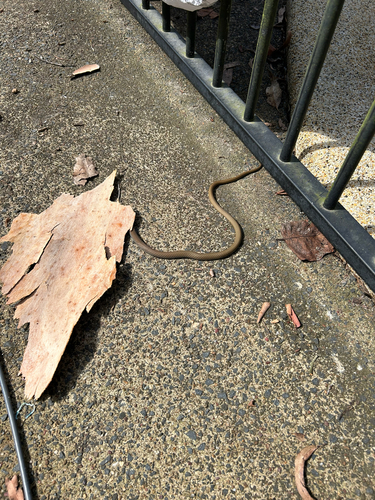 Yellow-faced Whipsnake sighting