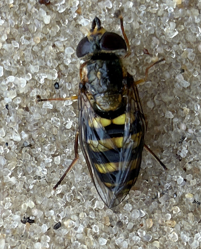 Unknown species found near Anne Arundel County, MD, USA