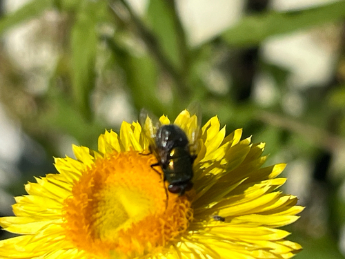 Unknown species found near W Duke of Gloucester St, Williamsburg, VA, US