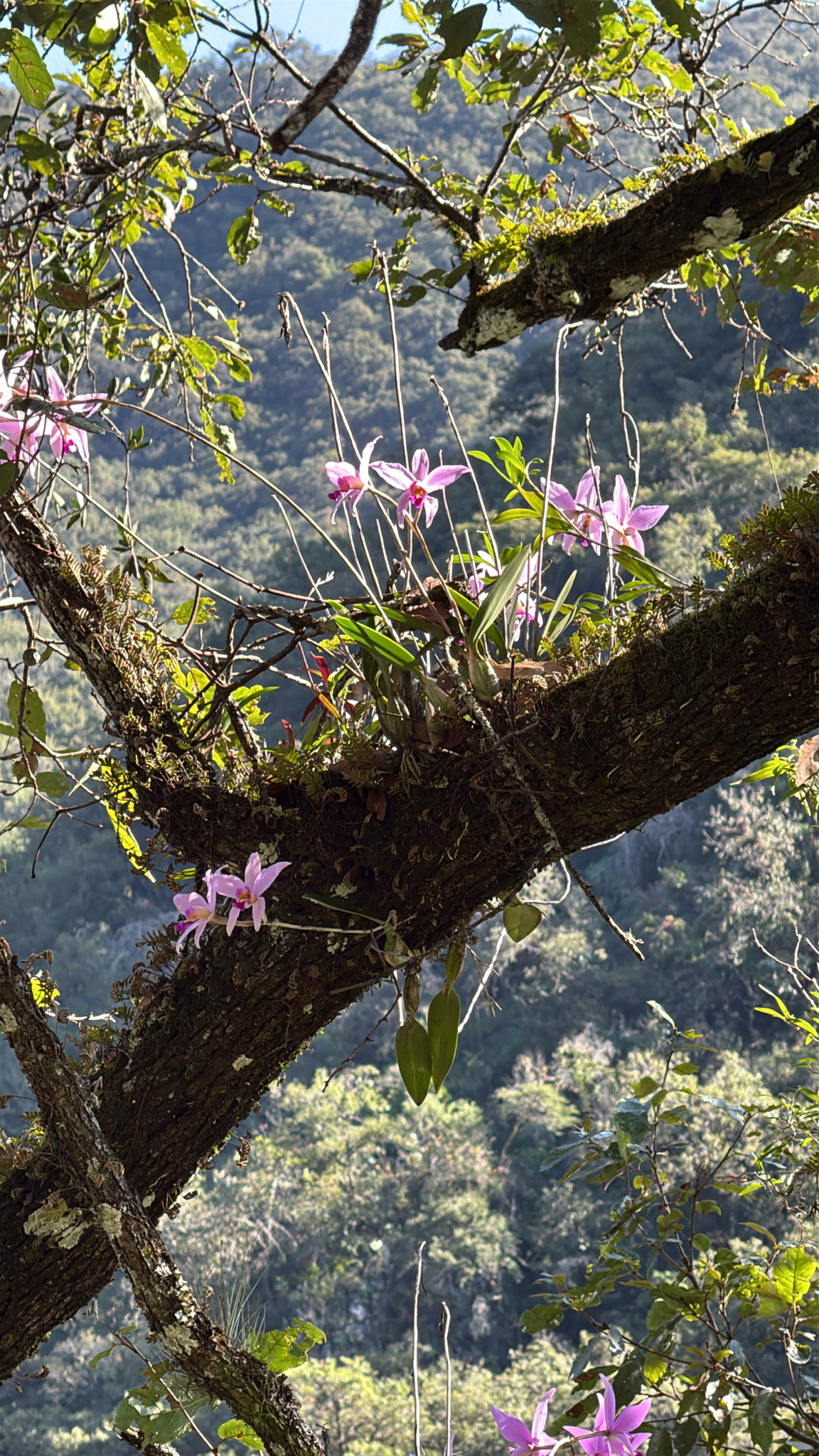 Laelia Anceps (Laelia anceps)