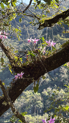 Laelia anceps, photograph (c) Codrin Bucur, some rights reserved (CC BY)