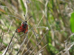 Zygaena rhadamanthus