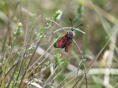 Zygaena rhadamanthus