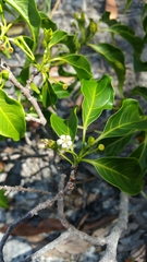 Rytigynia