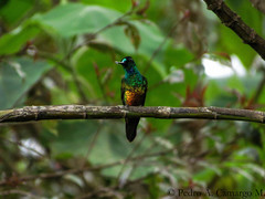 Coeligena bonapartei