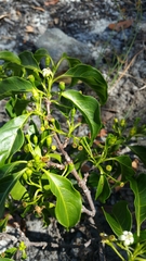 Rytigynia