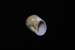 Natica pseustes