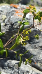 Coptosperma