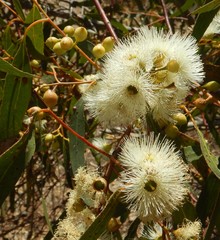 Eucalyptus leucoxylon