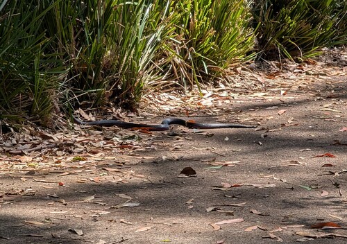 Red-bellied Black Snake sighting