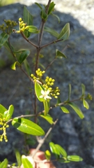 Coptosperma