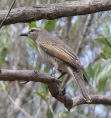 Edolisoma tenuirostre