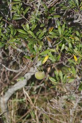 Diospyros dichrophylla