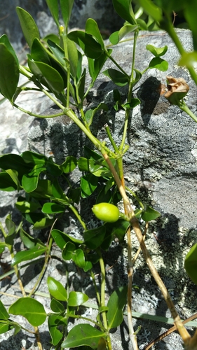 Coffea buxifolia