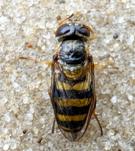 Unknown species found near Anne Arundel County, MD, USA