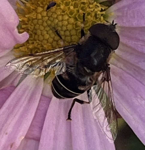 Unknown species found near McKinley St, Durham, NC, US