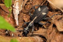 Cypholoba graphipteroides