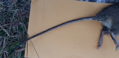 Chaetodipus hispidus