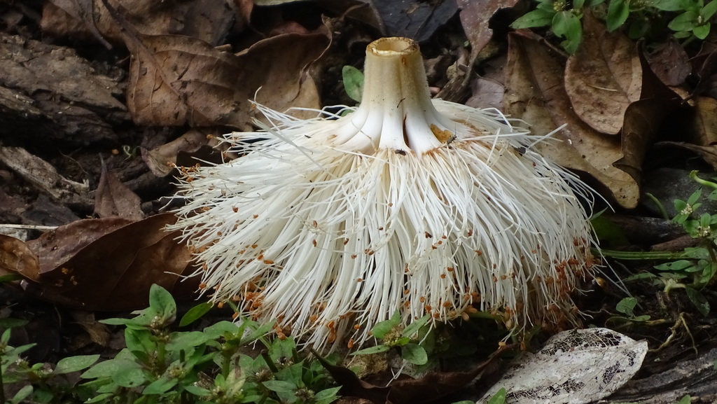 Pseudobombax septenatum, Colón District, Panama