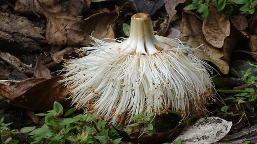 Pseudobombax septenatum (Jacq.) Dugand 2