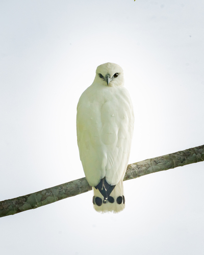 Snowy White Hawk (Subspecies Pseudastur albicollis ghiesbreghti