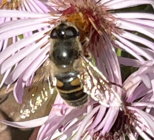Unknown species found near McKinley St, Durham, NC, US