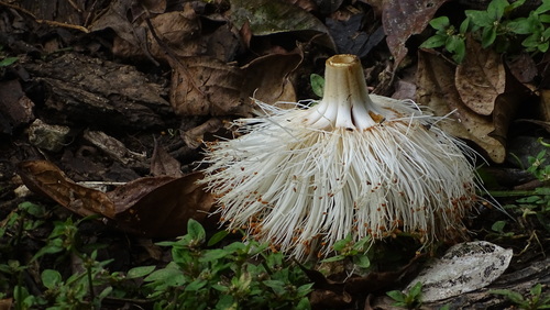 Pseudobombax septenatum