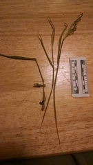 Dichanthelium subvillosum