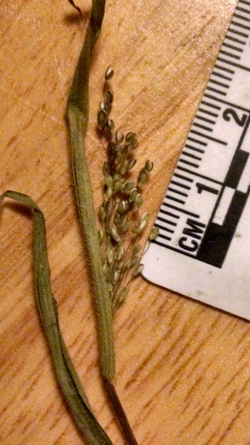 soft-haired panicgrass (Dichanthelium subvillosum)