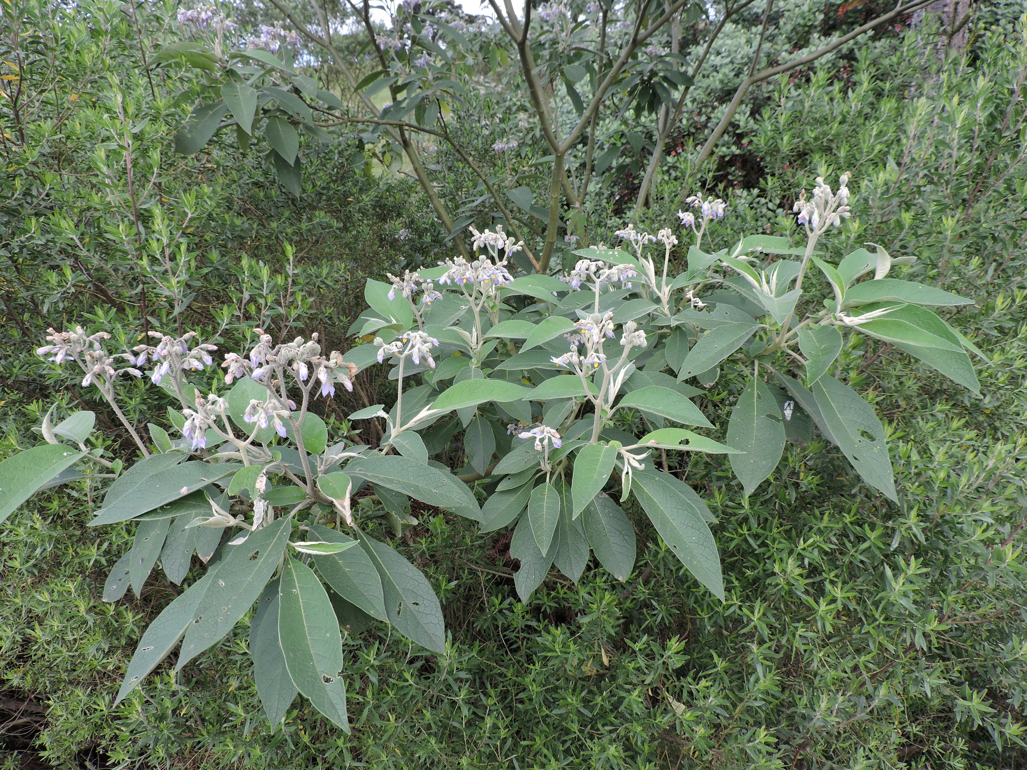 Solanum mauritianum