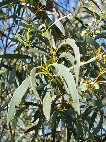 Eucalyptus amygdalina, photograph 2