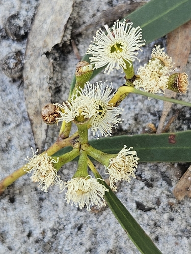 Eucalyptus amygdalina