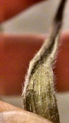 Dichanthelium subvillosum