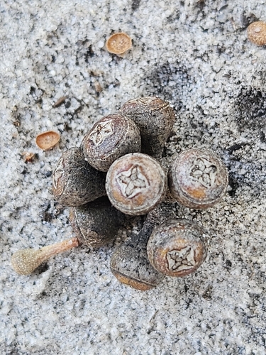 Eucalyptus amygdalina, photograph 3